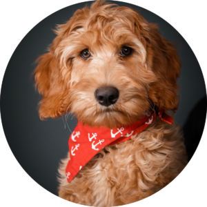 Finley